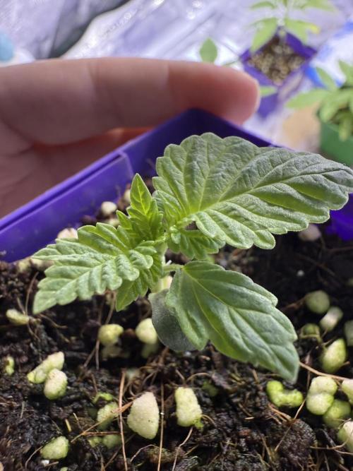 Slurricane Photo Grow. Week 1