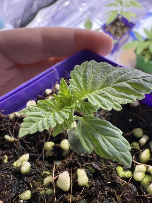 Slurricane Photo Grow. Week 1