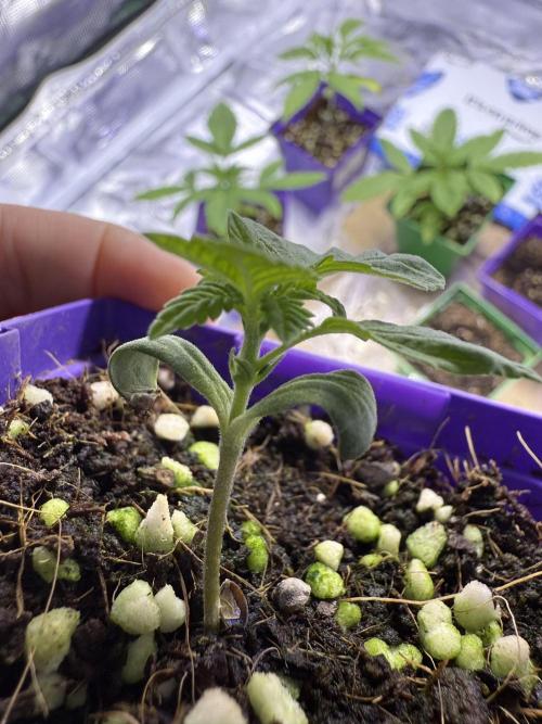 Slurricane Photo Grow. Week 1