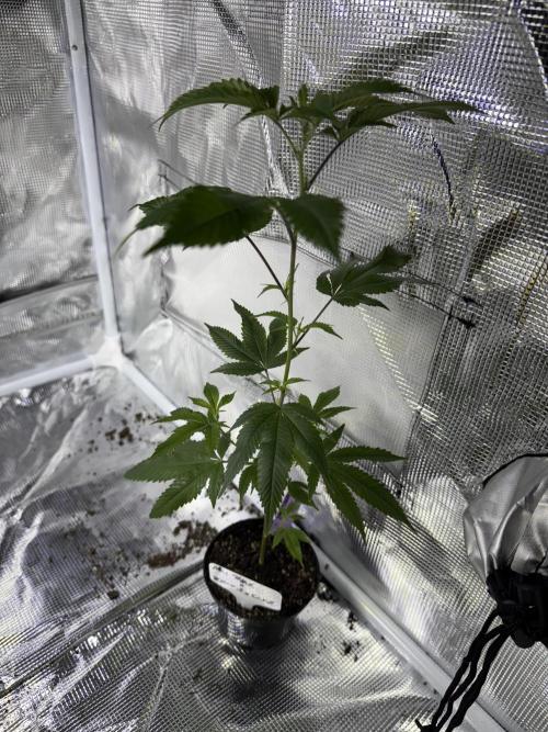 Mai Thai x Zkittles Cake Clone Grow. Week 1