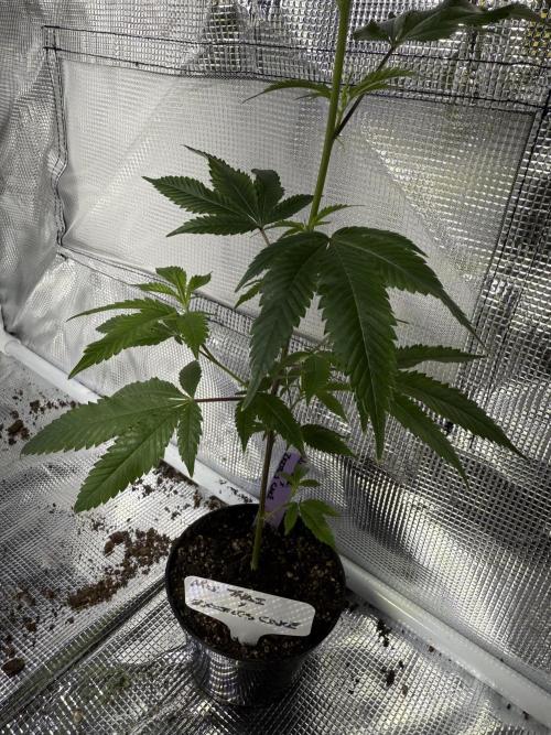 Mai Thai x Zkittles Cake Clone Grow. Week 1