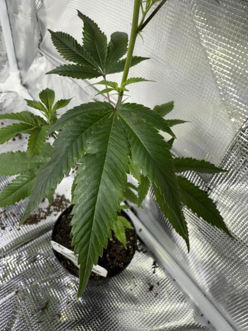 Mai Thai x Zkittles Cake Clone Grow. Week 1