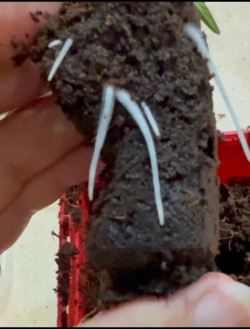 Mai Thai x Zkittles Cake Clone Grow. Week 1