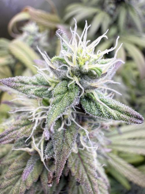 RQS Special Queen #1 Grow. Week 15