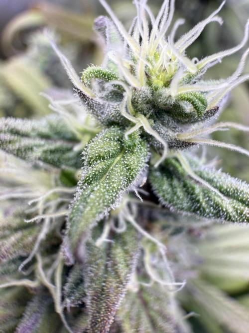 RQS Special Queen #1 Grow. Week 15