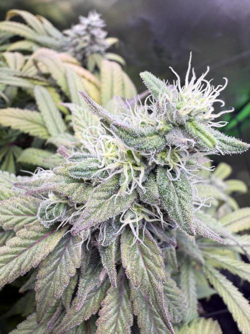 RQS Special Queen #1 Grow. Week 15