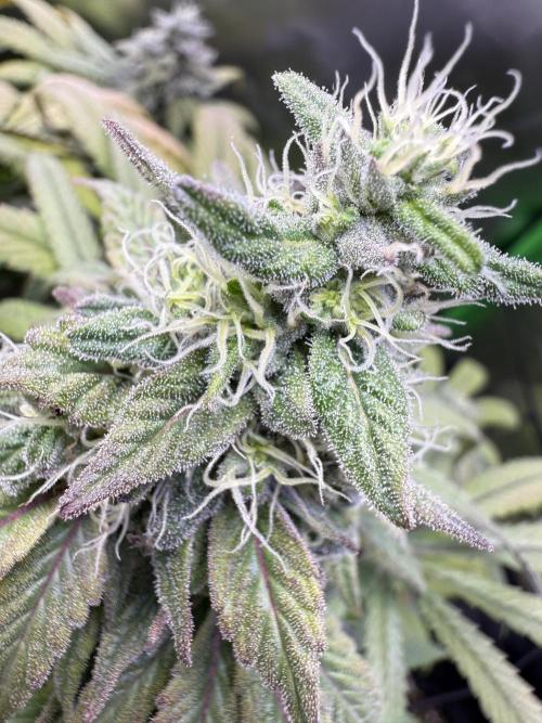 RQS Special Queen #1 Grow. Week 15