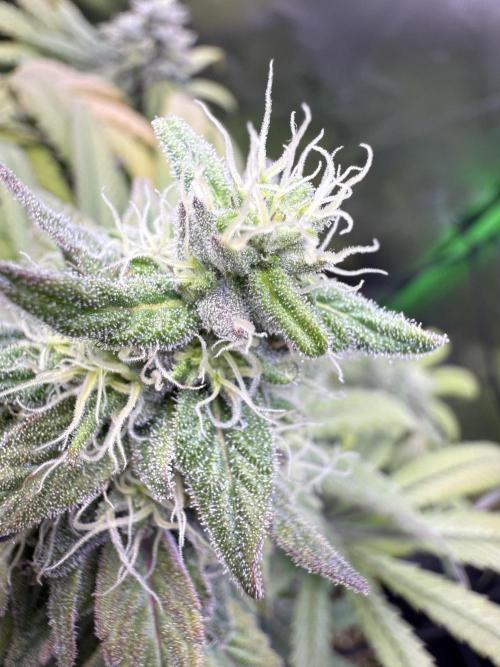 RQS Special Queen #1 Grow. Week 15