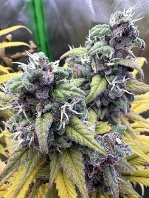 RQS Special Queen #1 Grow. Week 15