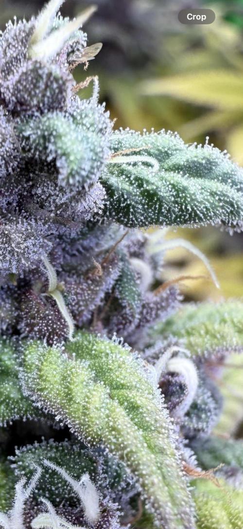 RQS Special Queen #1 Grow. Week 15