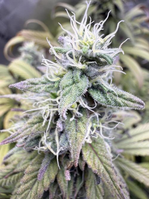 RQS Special Queen #1 Grow. Week 15