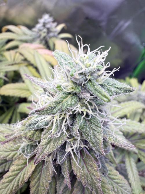 RQS Special Queen #1 Grow. Week 15