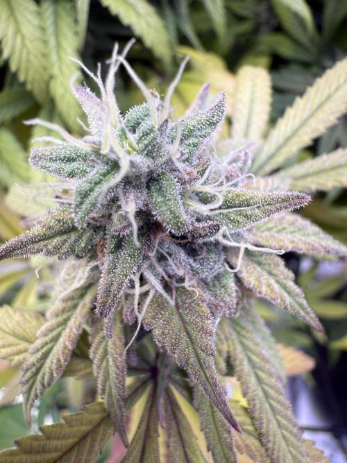 RQS Special Queen #1 Grow. Week 15