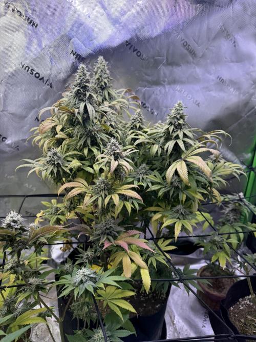 RQS Special Queen #1 Grow. Week 15