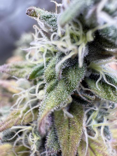 RQS Special Queen #1 Grow. Week 16