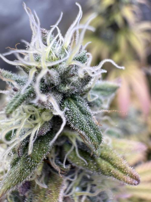 RQS Special Queen #1 Grow. Week 16