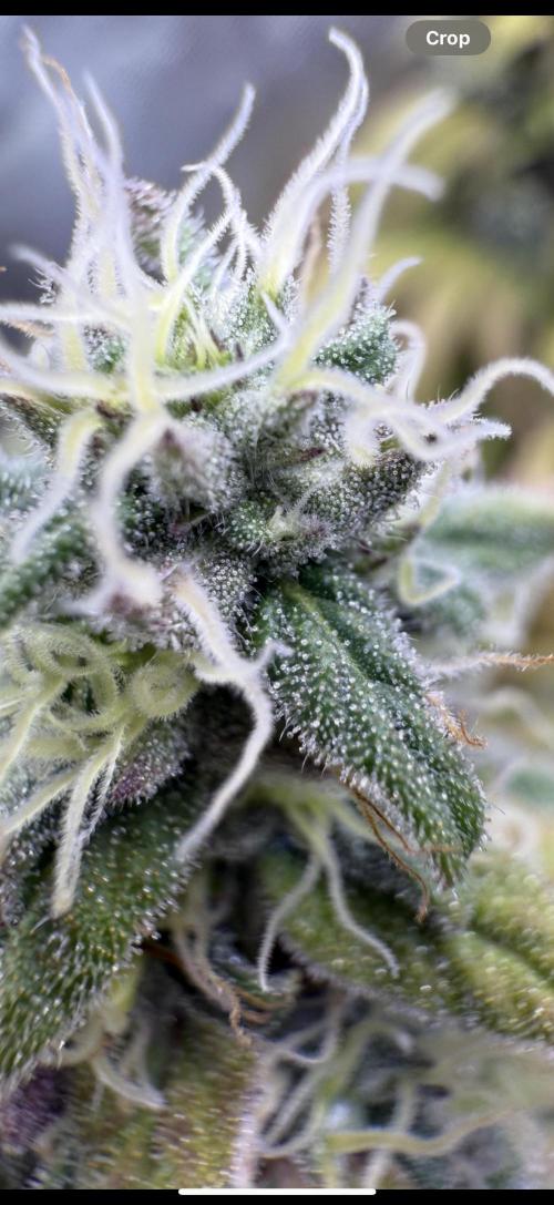 RQS Special Queen #1 Grow. Week 16