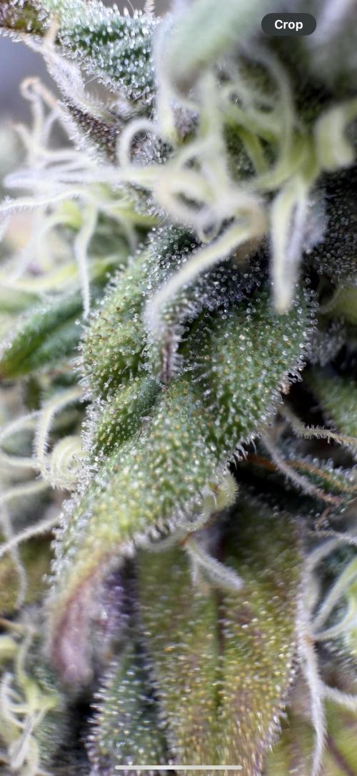 RQS Special Queen #1 Grow. Week 16