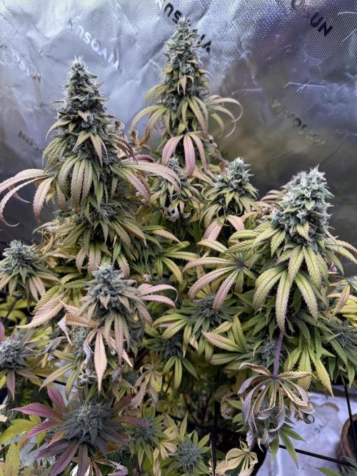 RQS Special Queen #1 Grow. Week 16