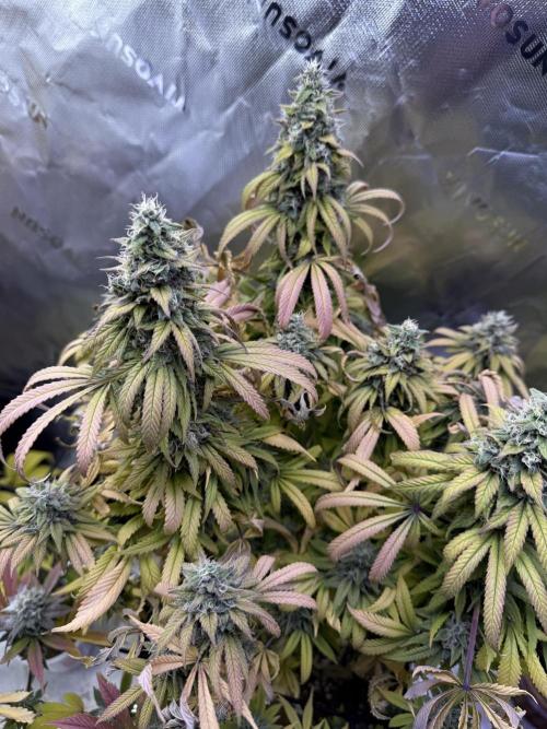 RQS Special Queen #1 Grow. Week 16