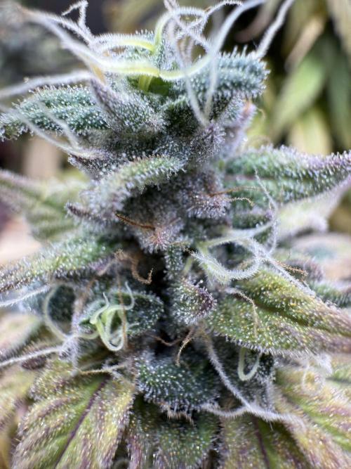 RQS Special Queen #1 Grow. Week 16