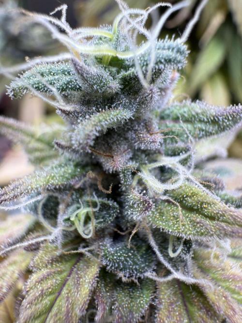 RQS Special Queen #1 Grow. Week 16