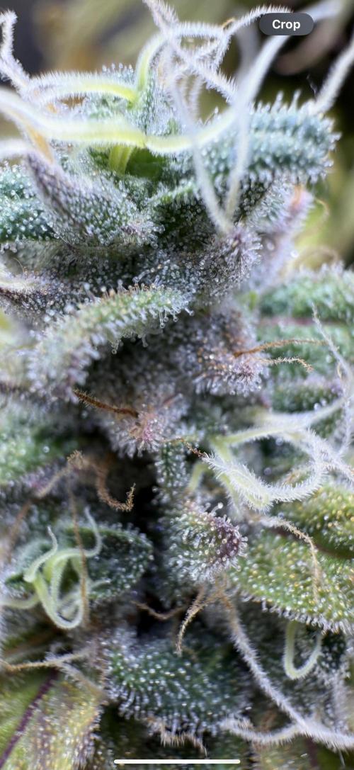 RQS Special Queen #1 Grow. Week 16