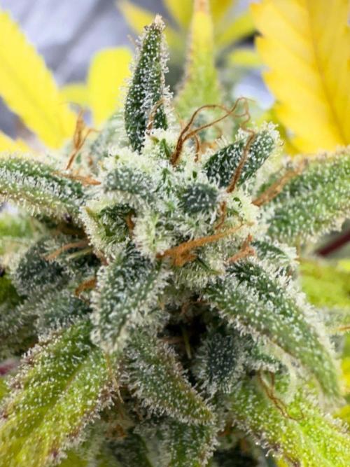 Amnesia Zkittles Auto Grow Log. Week 13