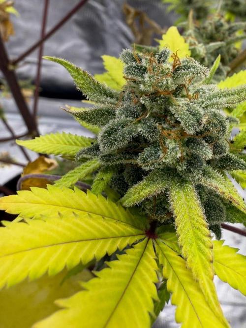 Amnesia Zkittles Auto Grow Log. Week 13