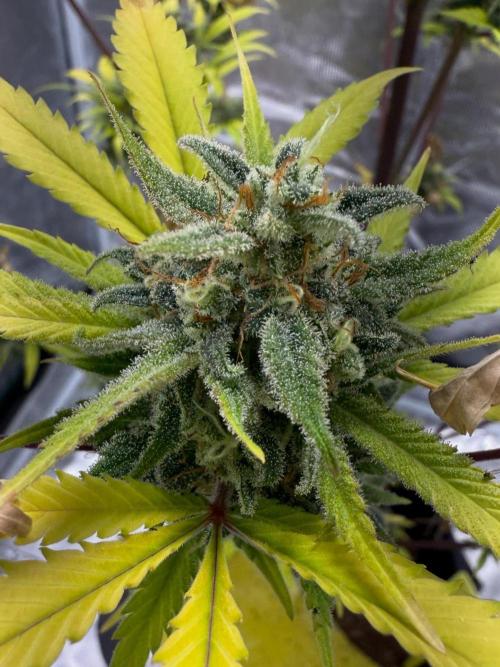 Amnesia Zkittles Auto Grow Log. Week 13