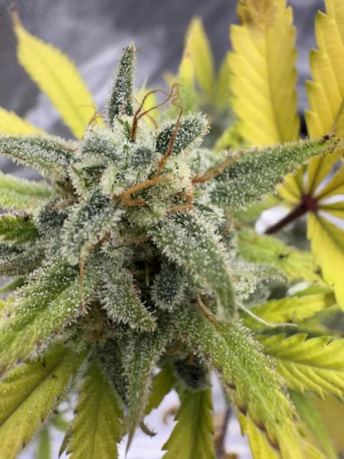 Amnesia Zkittles Auto Grow Log. Week 13