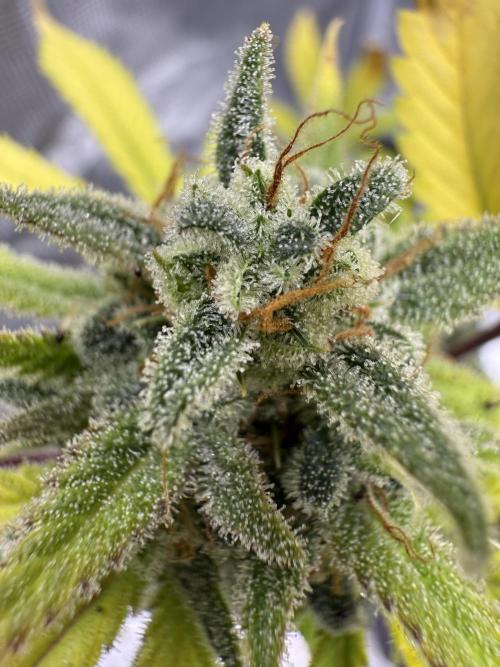 Amnesia Zkittles Auto Grow Log. Week 13