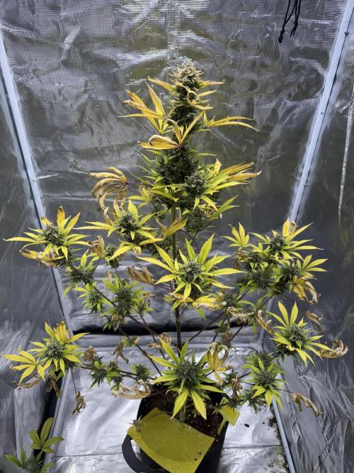 Amnesia Zkittles Auto Grow Log. Week 13