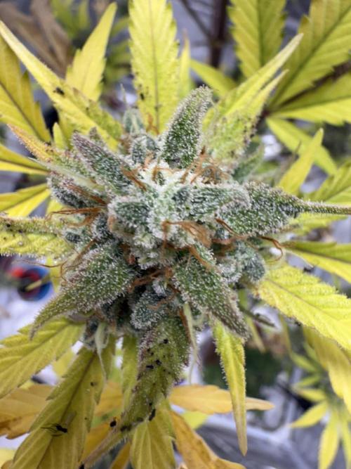 Amnesia Zkittles Auto Grow Log. Week 13