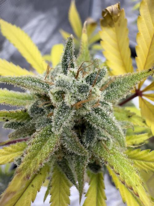 Amnesia Zkittles Auto Grow Log. Week 13