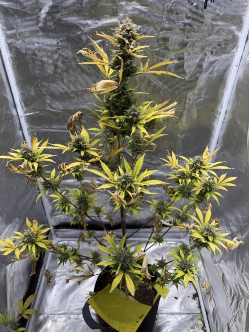 Amnesia Zkittles Auto Grow Log. Week 13