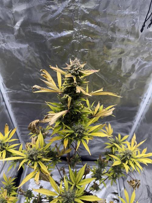 Amnesia Zkittles Auto Grow Log. Week 13