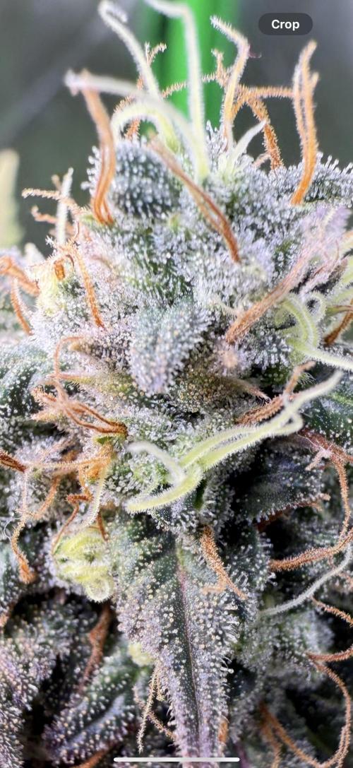 White Widow RQS. Week 14