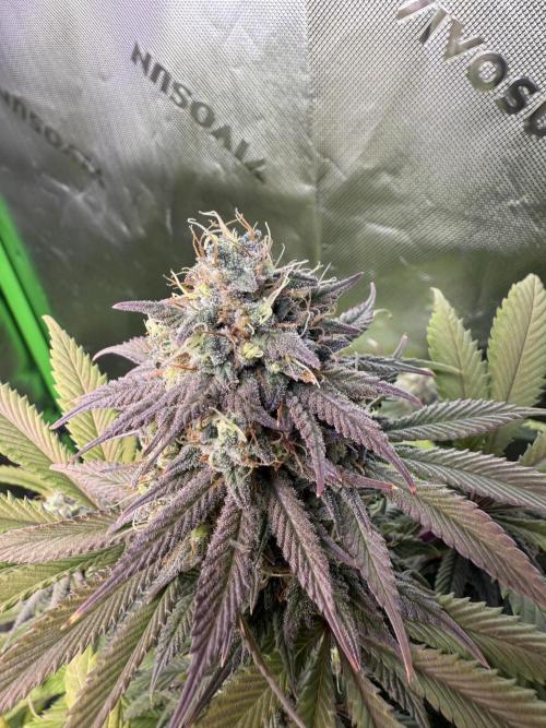 White Widow RQS. Week 14