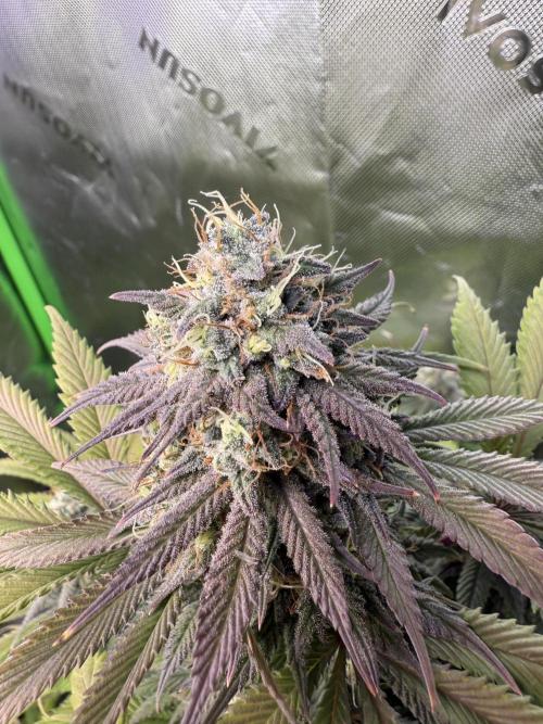 White Widow RQS. Week 14