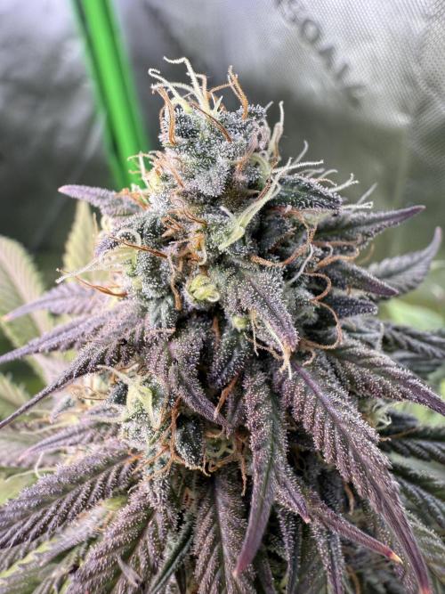 White Widow RQS. Week 14