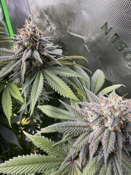 White Widow RQS. Week 14