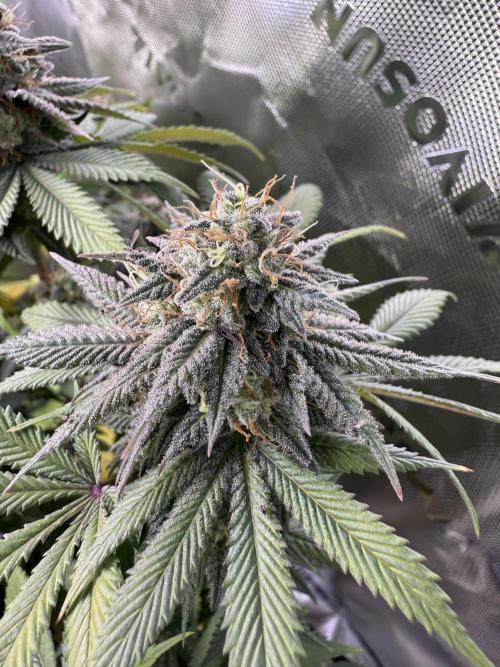 White Widow RQS. Week 14