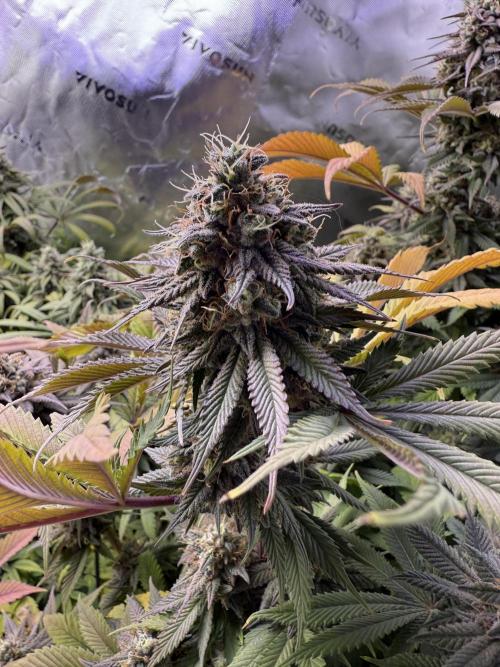 White Widow RQS. Week 14