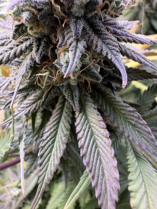 White Widow RQS. Week 14