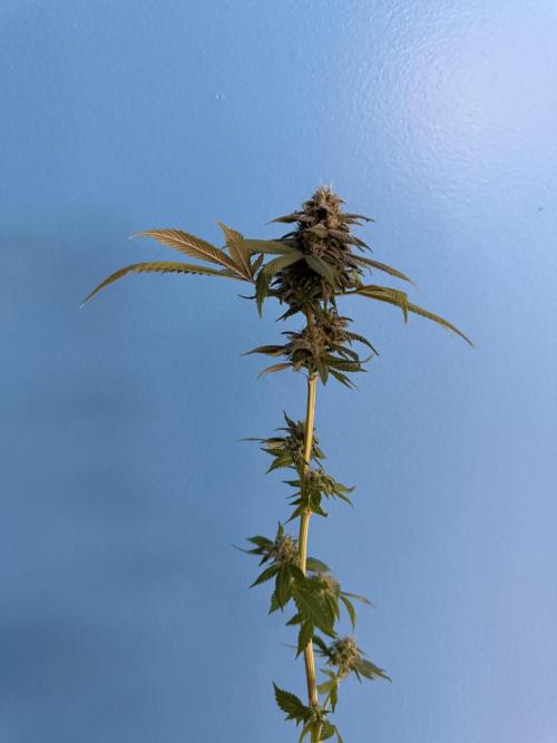 White Widow RQS. Week 15