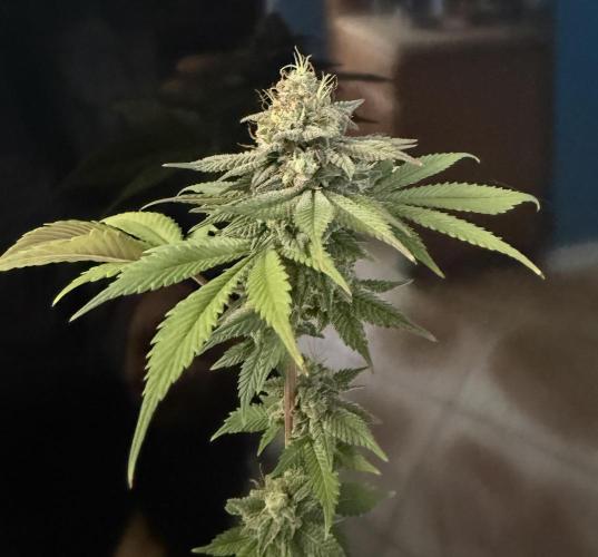 White Widow RQS. Week 15