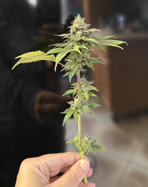 White Widow RQS. Week 15