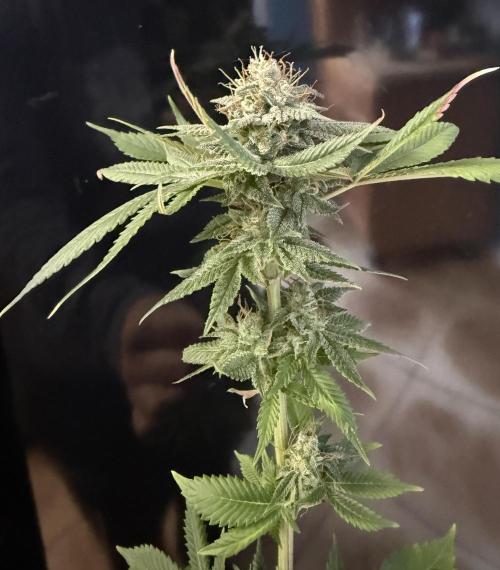 White Widow RQS. Week 15