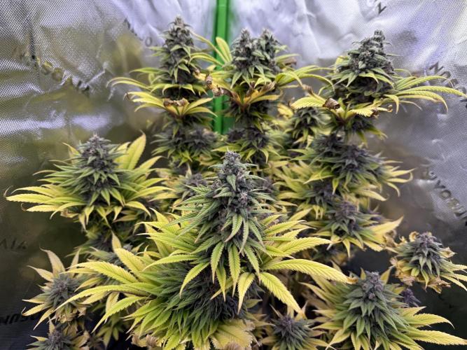 White Widow grow 2. Week 15